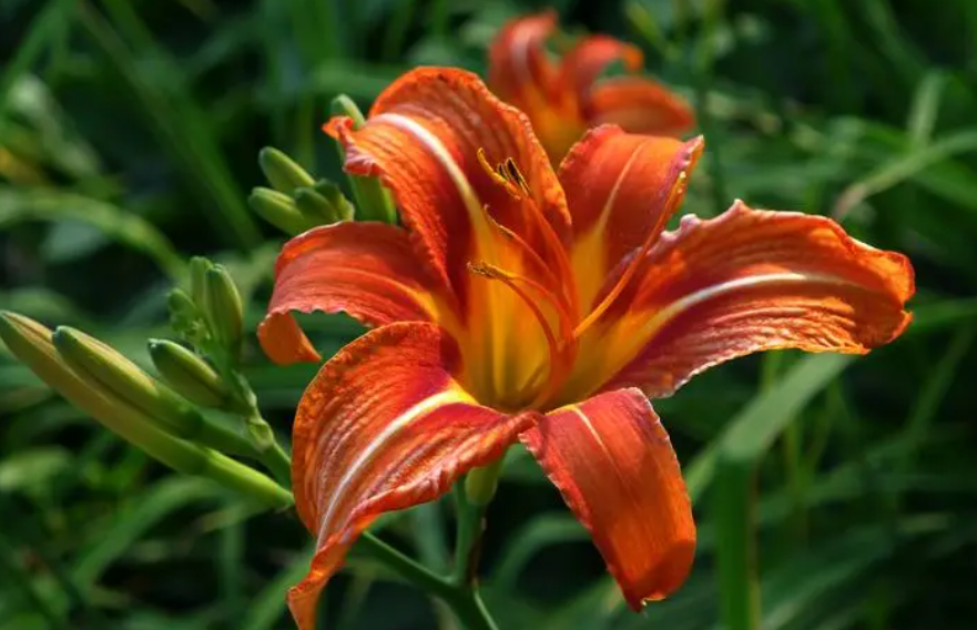 萱草的花语和寓意