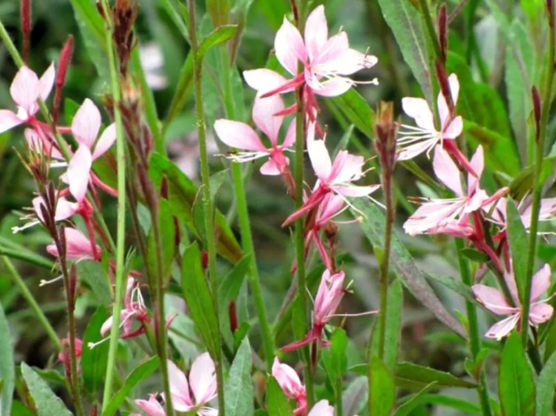 山桃草开花后如何修剪