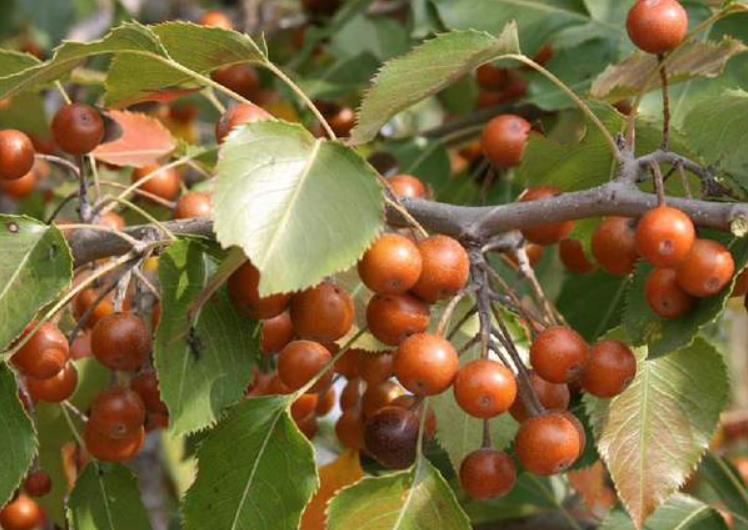 黑老虎几月份开花结果