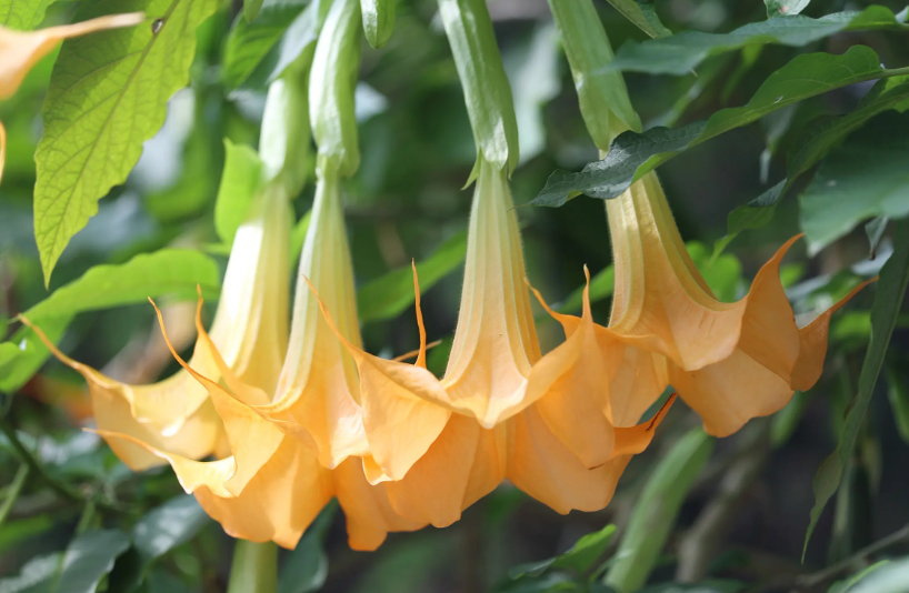 曼陀罗兰加洛斯花真实存在吗