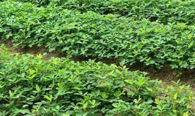 亩产2000斤花生品种