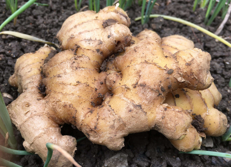 25度花盆种生姜几天浇一次水