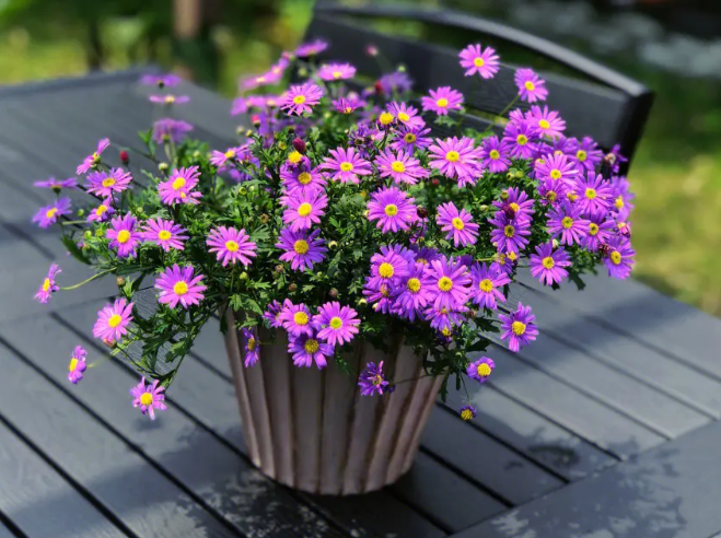 姬小菊一年四季开花吗