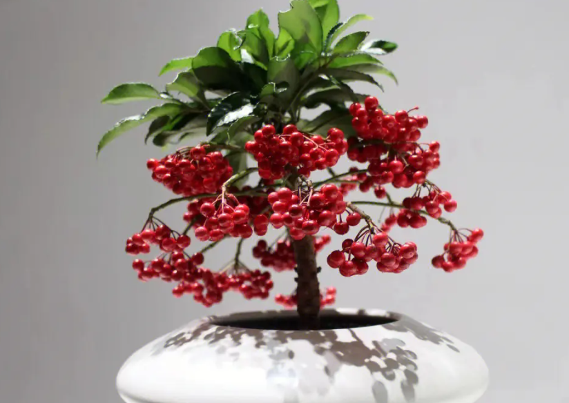 富贵子几月开花结果