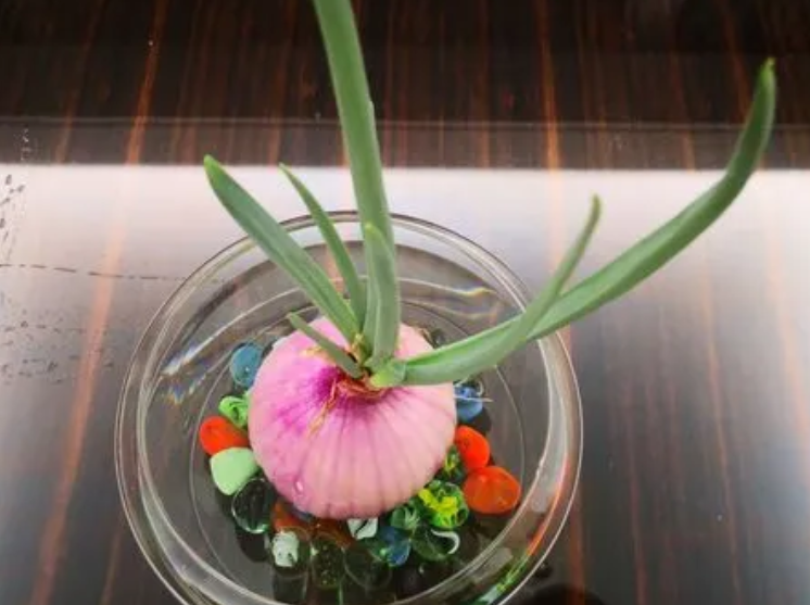 洋葱怎么种在花盆里