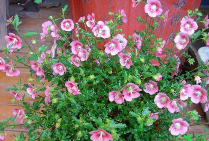 盆栽木槿花的养殖方法和注意事项