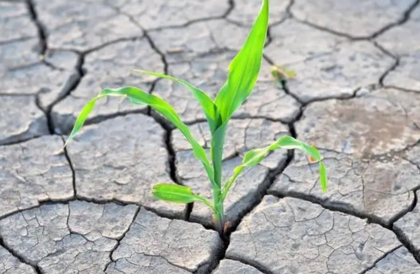 养花怎么改善土壤板结