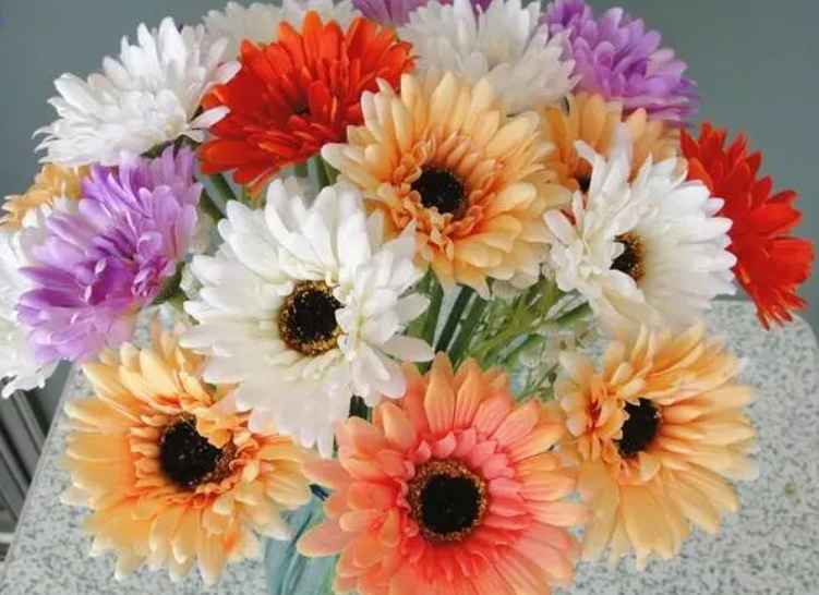 弗朗花适合放在家里吗