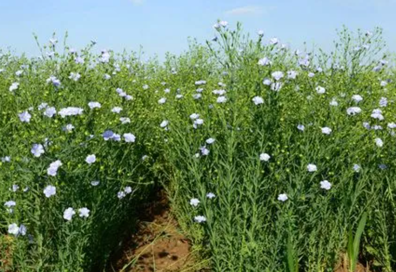 亚麻籽树长什么样子