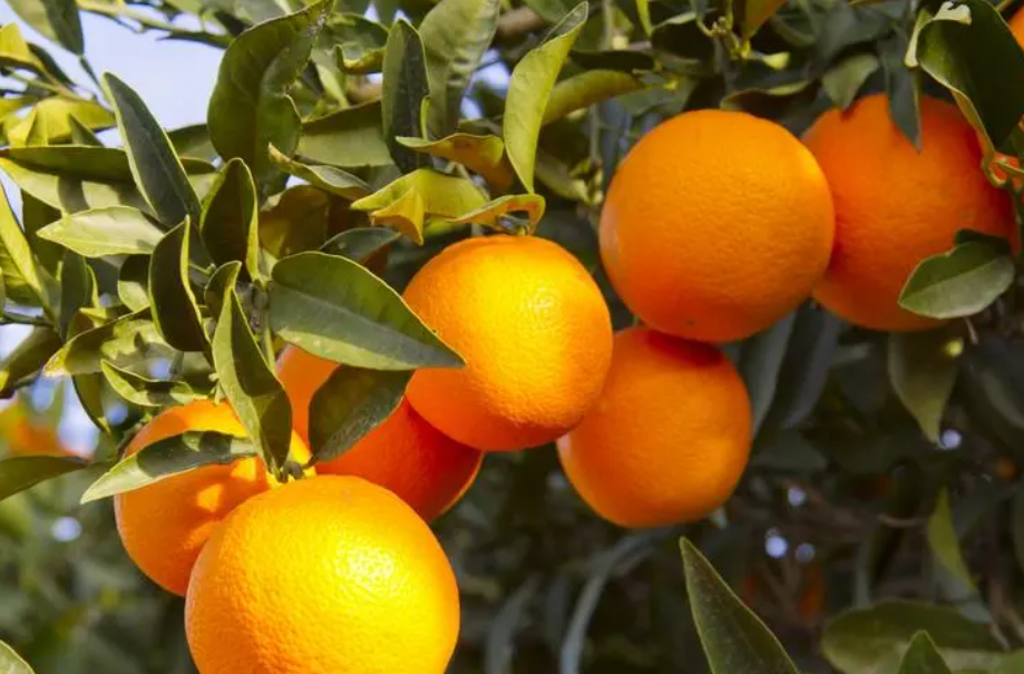 一棵果树施多少有机肥