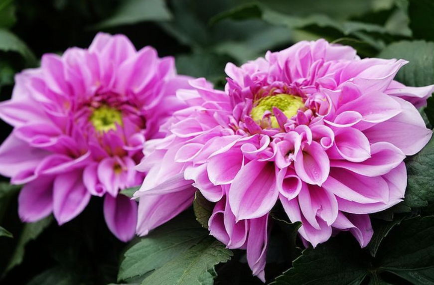 大理菊开花后能剪掉吗