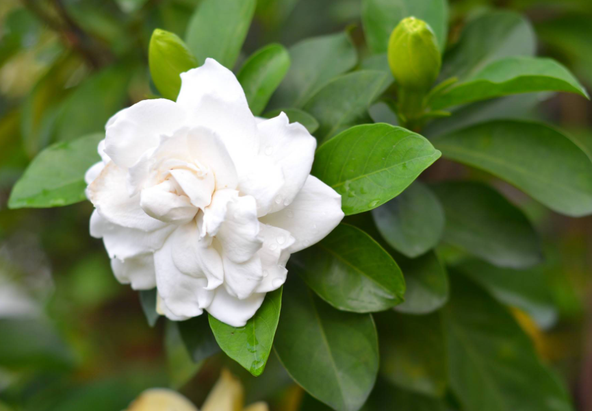 栀子花土养好还是水养好