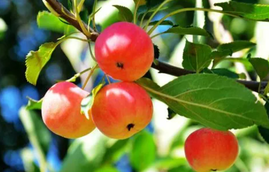 海棠果树怎么修剪