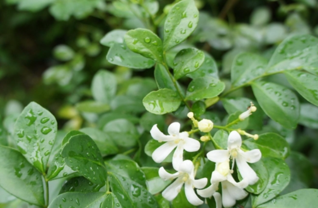 法国香水藤茉莉一年开几次花