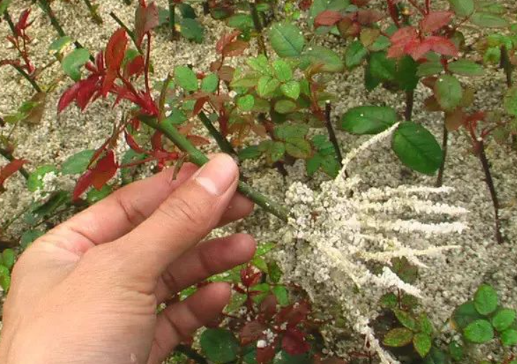 移栽花木时生根怎么用最好