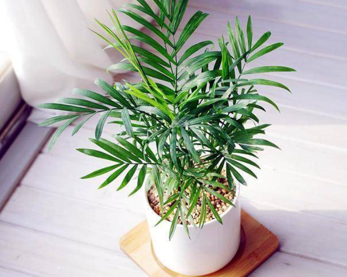 盆栽椰子树的养护方法