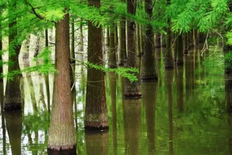 水杉树怎么栽成活率高