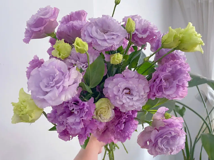 桔梗花什么时候开花