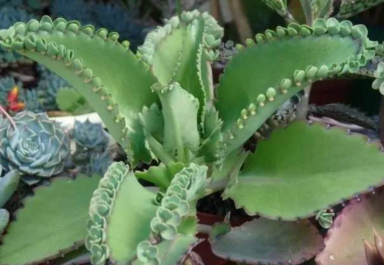 落地生根花怎么修剪成老桩