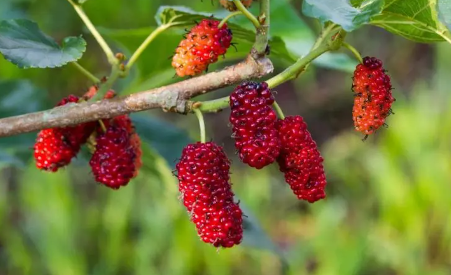 桑树从中间砍断还能活吗