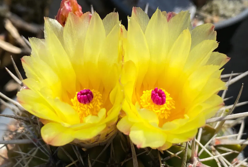 让仙人球开花的办法