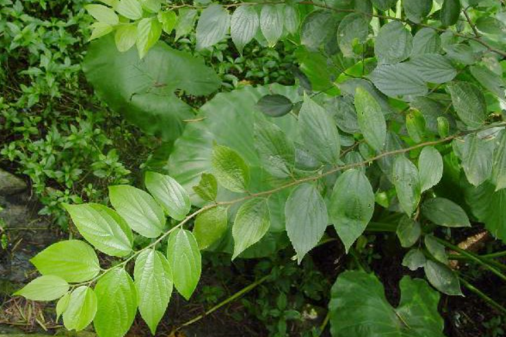 朴树是吉树还是凶树