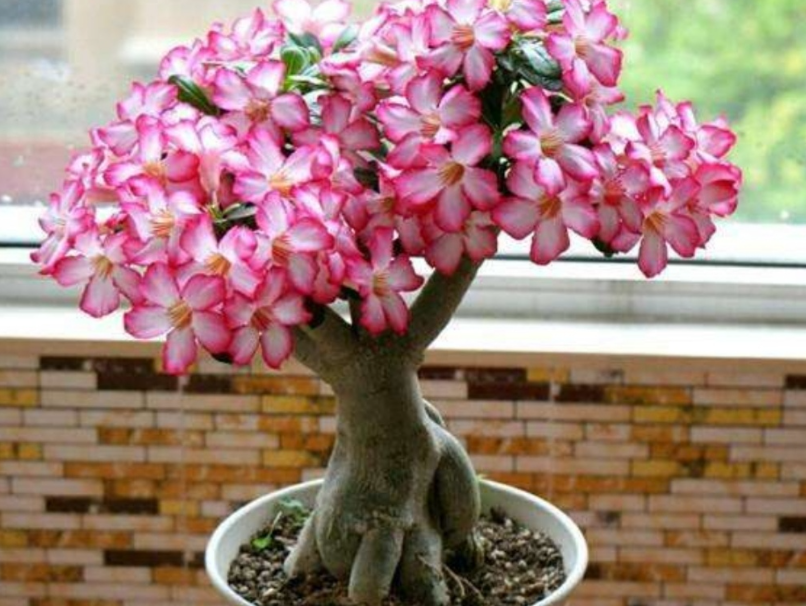 沙漠玫瑰花用什么土栽培