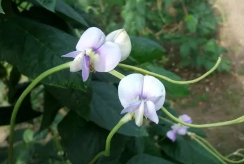 梅豆角什么时候开花结果