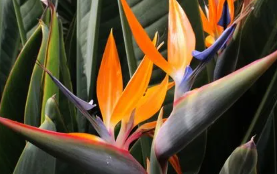 天堂鸟花怎么浇水