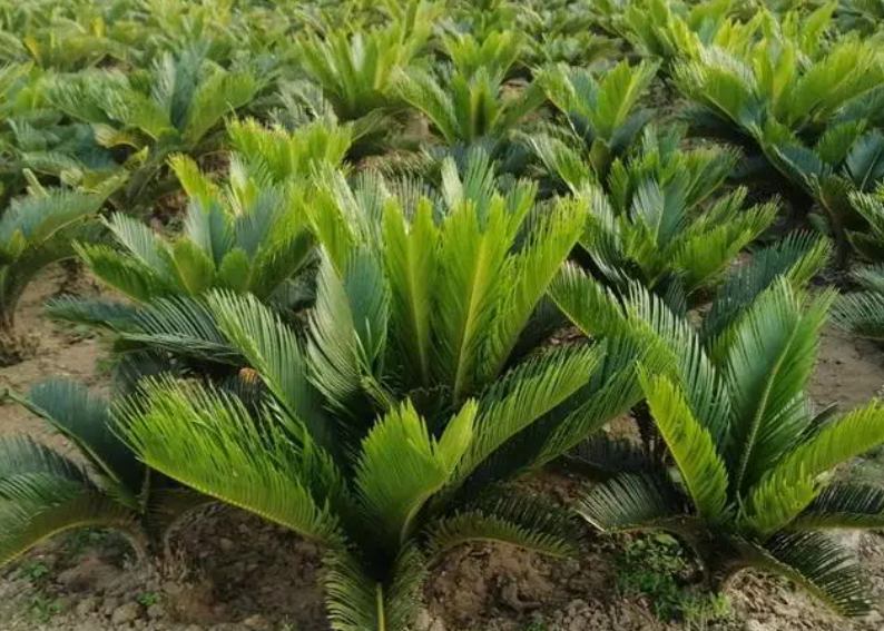 铁树适合栽在家门口吗