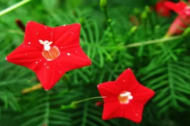 五角星花种子什么时候播种