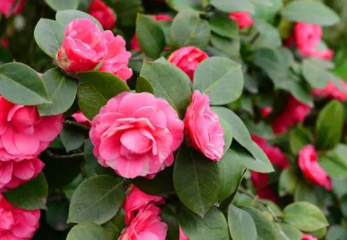 茶花树怎么养才长得好快