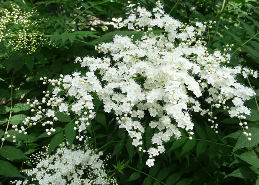 珍珠梅什么时候开花