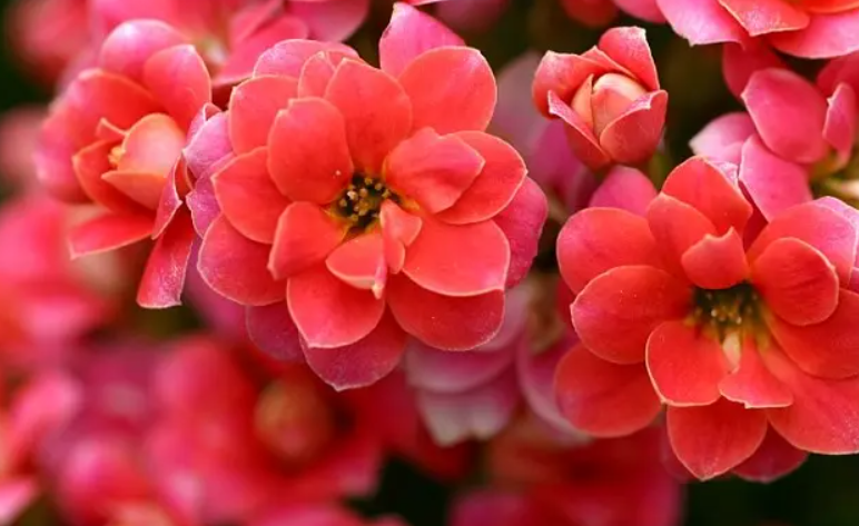 长寿花施什么肥料开花