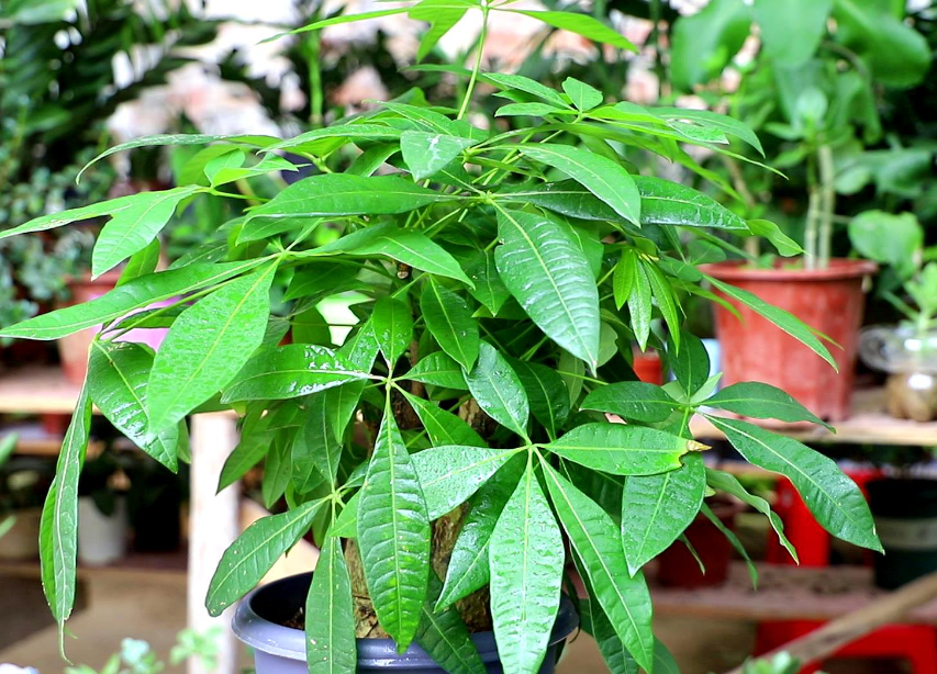 发财树分叉的修剪方法