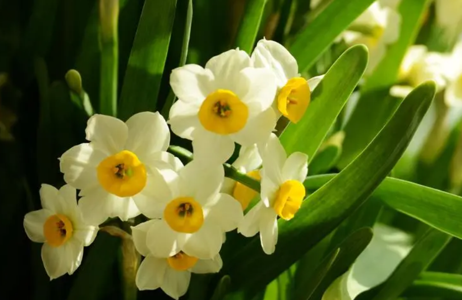 土养水仙花冬天开花吗