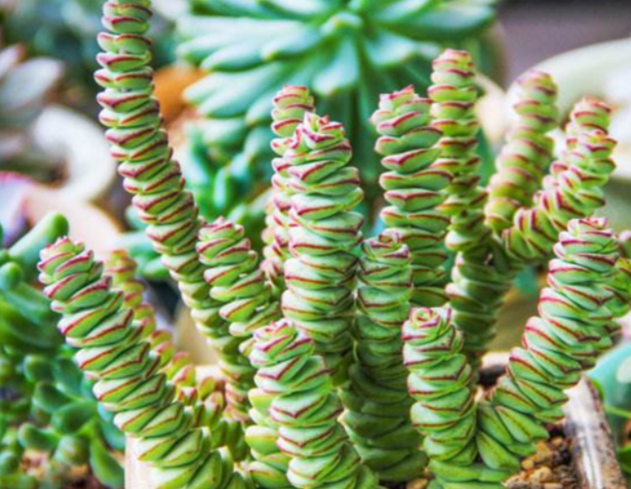 开花必死的多肉品种