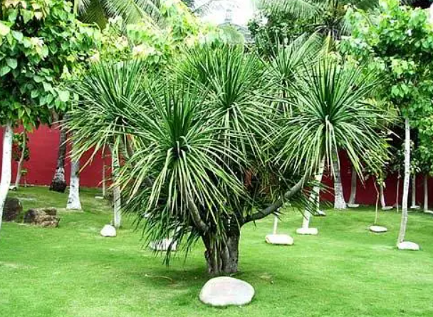 龙血铁树怎么养护