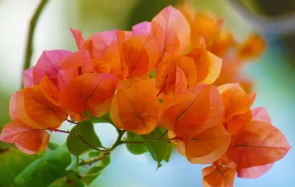 三角梅剪枝后多久开花