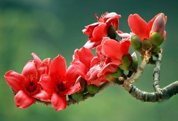 长棉花的树叫什么树