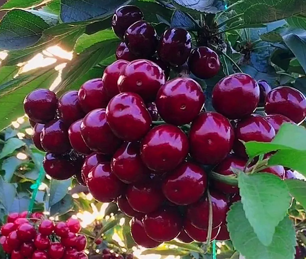 车厘子树和樱桃树的区别