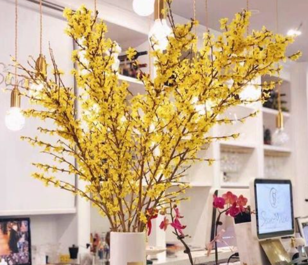 泡水开花的干枝是什么花