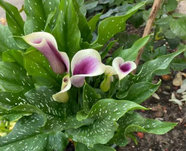 马蹄莲施什么肥能开花