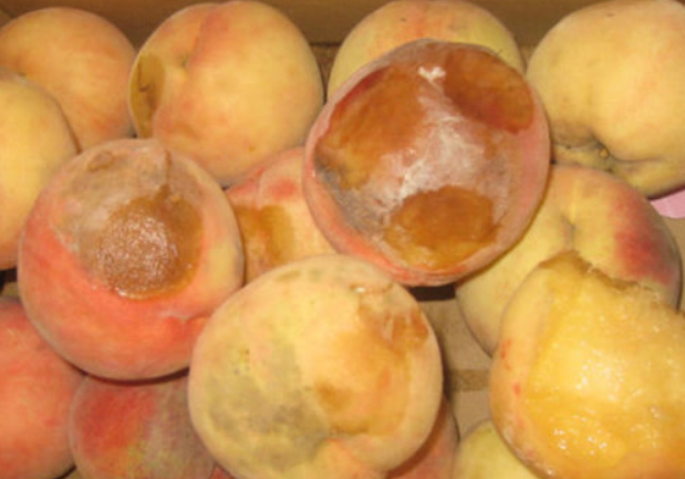 烂桃子要发酵几天可以浇花