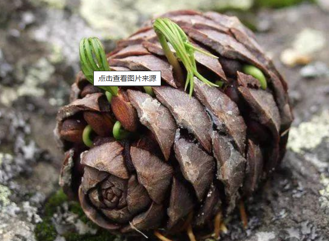 松子能发芽长成松树吗