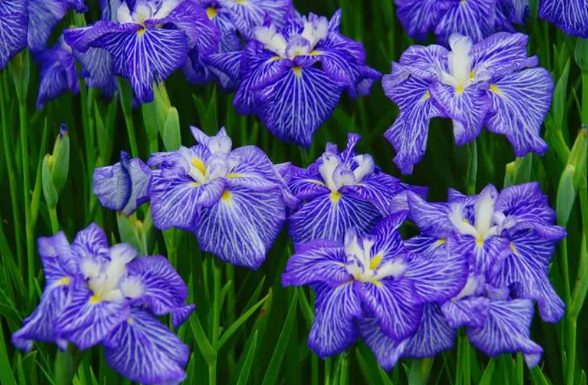 花菖蒲可以水养吗