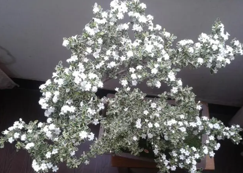 六月雪几月份开花