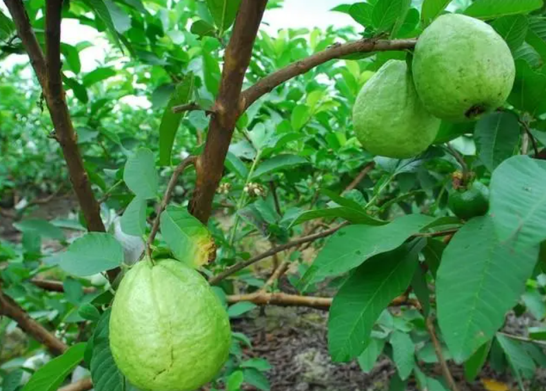 番石榴丰产树的修剪技术