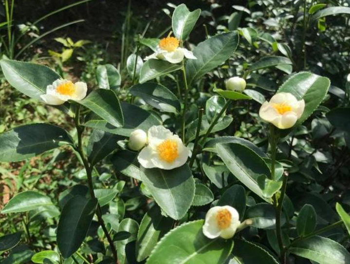 十大茶花排名前十名