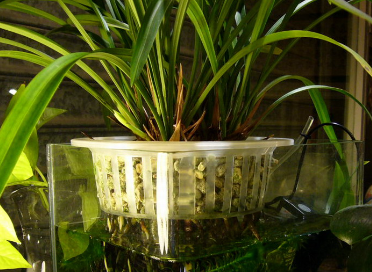 街上买来的兰花水培